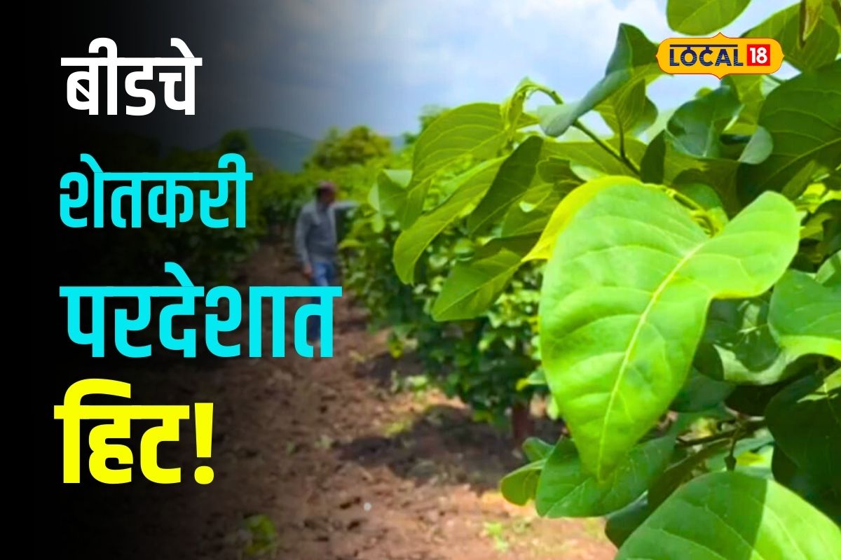 Beed News : सातासमुद्रापार बीडच्या फळांना मोठी मागणी, शेतकऱ्यांनी कमी पाण्यात करून दाखवला करिष्मा