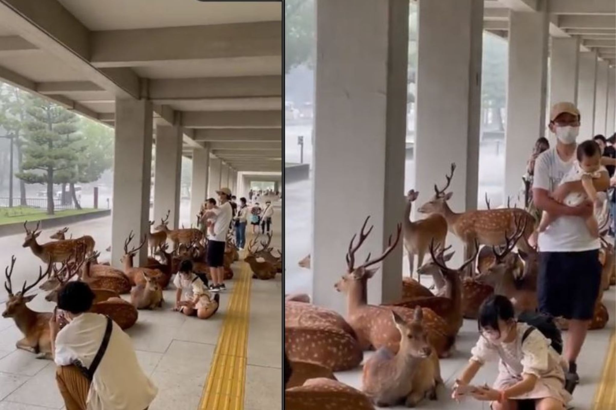 जग कसं असावं? आनंद महिंद्रांनी शेअर केला मन जिंकणारा तो VIDEO