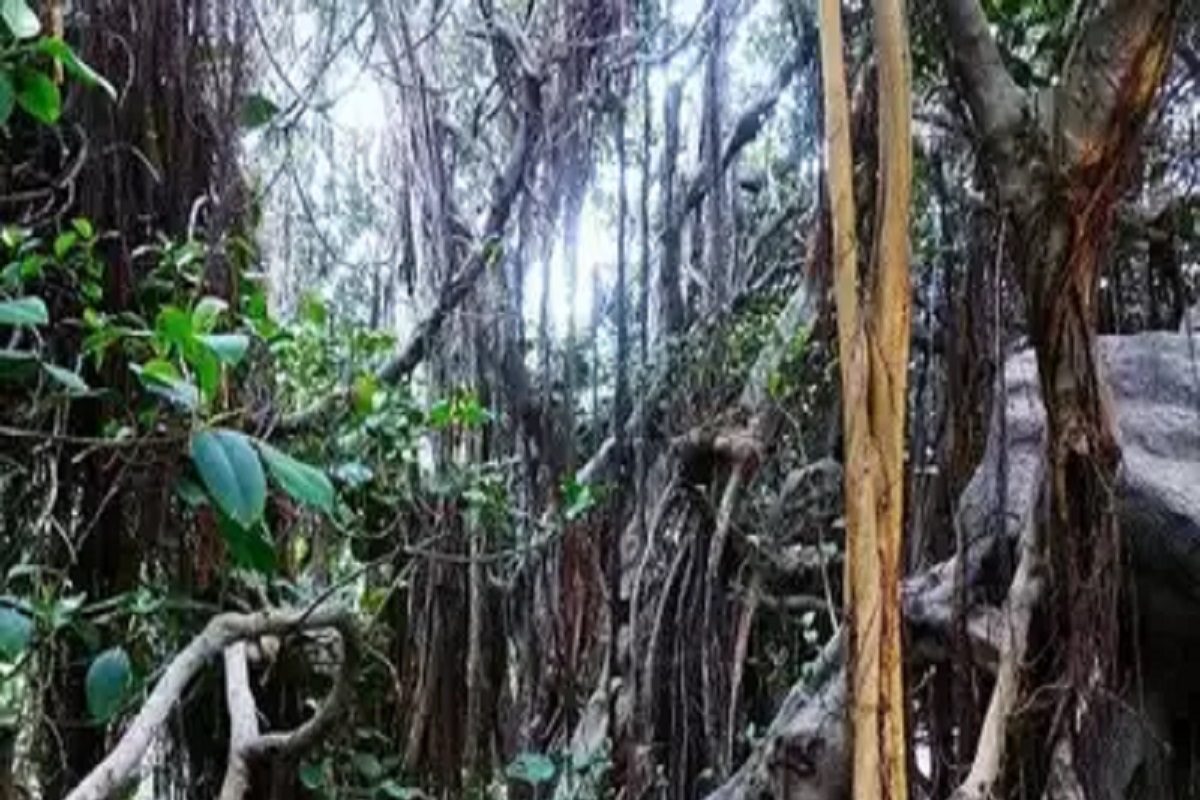 जंगलात लपला आहे डायनोसॉर.