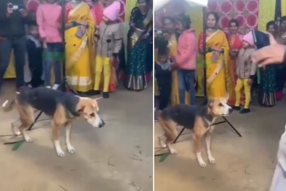 श्वानाचा डान्स व्हिडिओ