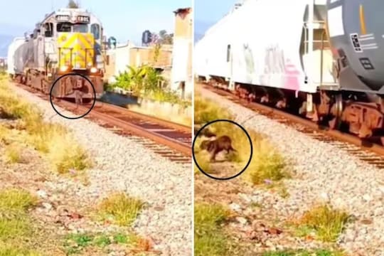 अंगावरुन ट्रेन गेली तरी वाचला श्वान 