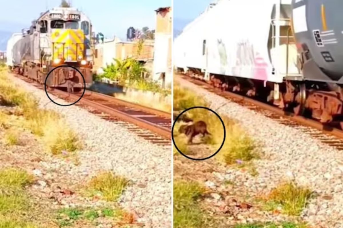 अंगावरुन ट्रेन गेली तरी वाचला श्वान