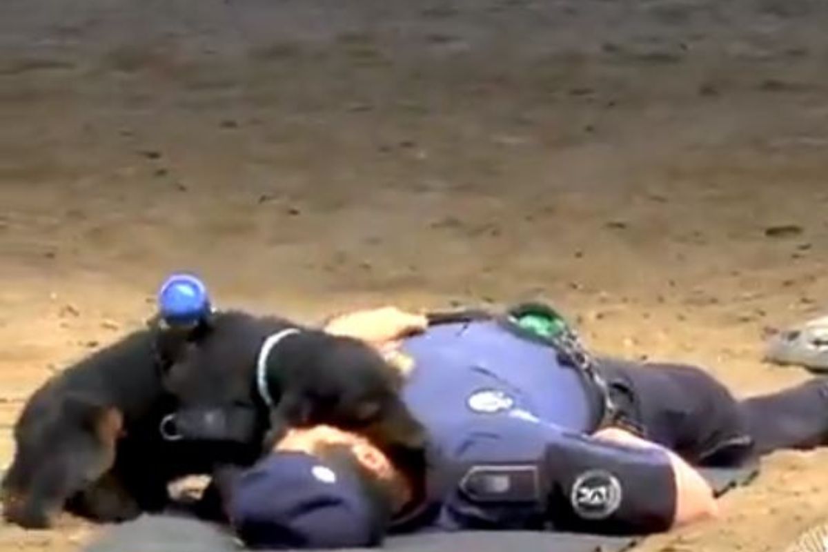 श्वानाने दिला व्यक्तीला CPR