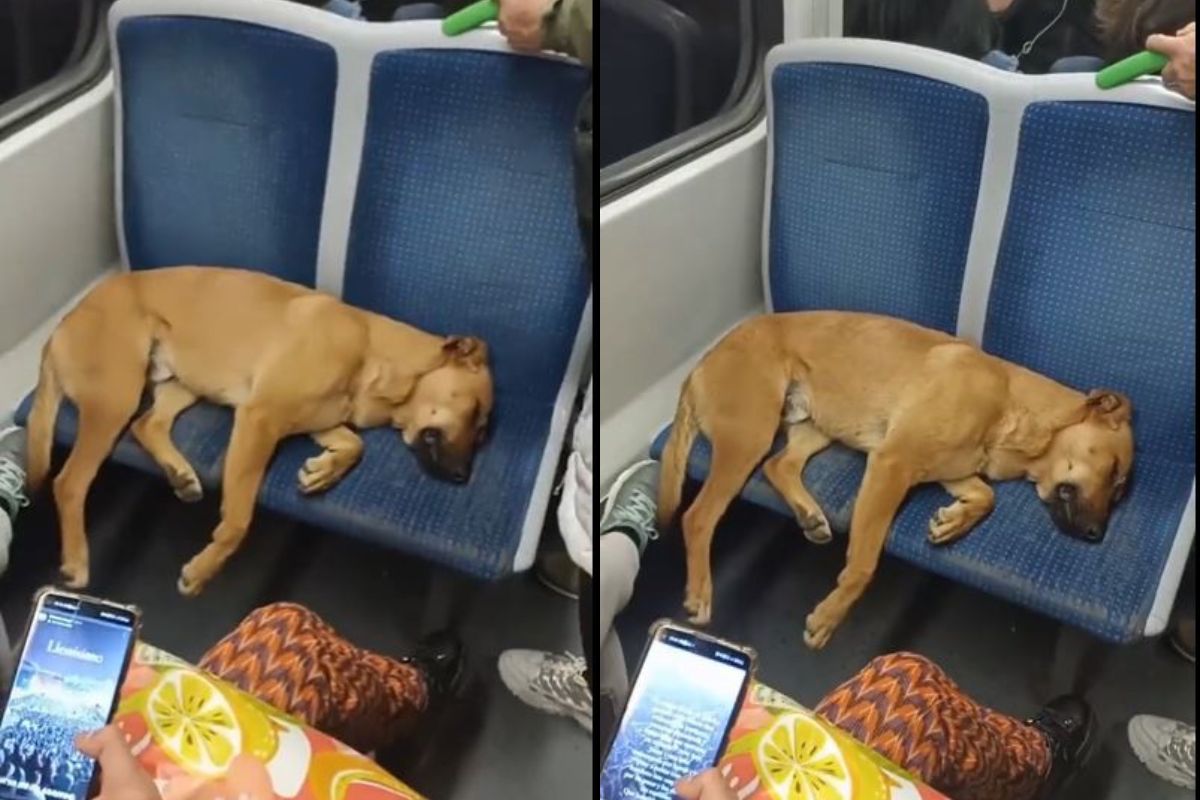 प्रवासी उभे होते अन् कुत्रा सीटवर झोपलेला