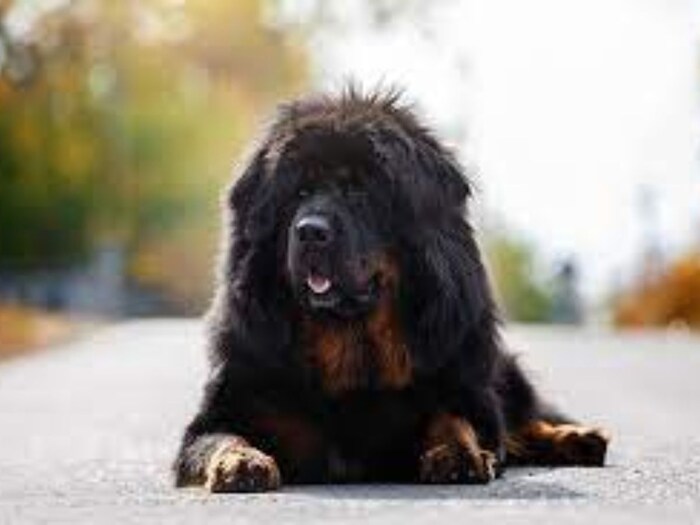 तिबेटियन मस्तिफ Tibetan Mastiff  याला कुत्र्याला किंग ऑफ डॉग्स म्हणतात. हे कुत्रे आपल्या टोळीसोबत राहाणं पसंत करतात आणि ते अत्यंत प्रोटेक्टिव्ह असतात. त्यामुळे हे कुत्रे आपल्या लोकांसाठी काहीही करण्याची तयारी देखवतात. त्यामुळे ते सिंहाला देखील मारु शकतात.