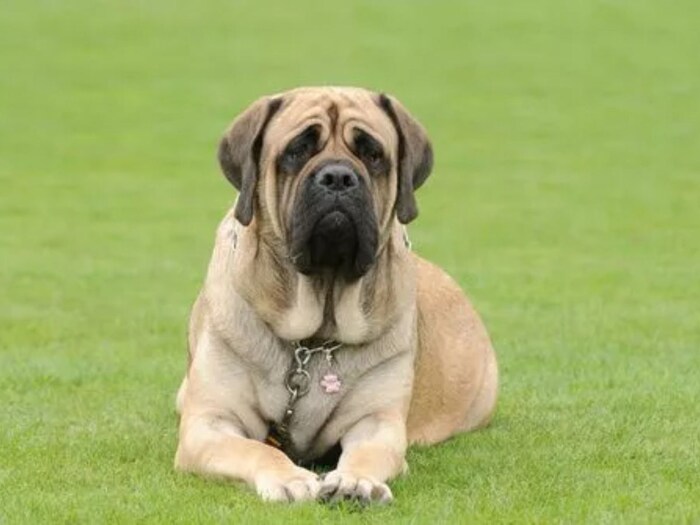 इंग्लिश मस्तिफ English Mastiff हे कुत्रे एकटं राहाणं पसंत करतात. हा कुत्रा सर्वात मोठा आणि शक्तिशाली मानला जातो.
