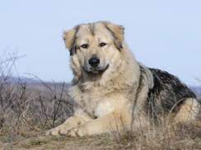 Caucasion Shepherd हा शियन प्रजातीचा कुत्रा आहे. हा कुत्रा स्ट्रेंथ, प्रोटेक्टिव्ह नेचरसाठी ओळखला जातो. त्यामुळे त्याच्यात इतकी ताकद आहे की तो सिंहाचाही खेळ संपवू शकतो असा दावा करण्यात येत आहे.