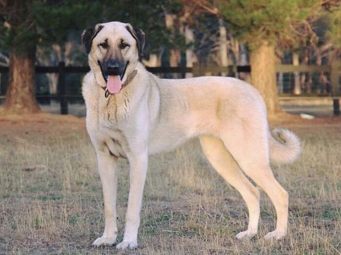 कंगाल Kangal ही तुर्कीमधील प्रजाती आहे. संकट आलं तर हे कुत्रे आपला जीव वाचवण्यासाठी समोरच्यालाही सोडत नाहीत ही त्यांची खासियत आहे. त्यामुळे त्यांच्यासमोर सिंह काहीच नाही.