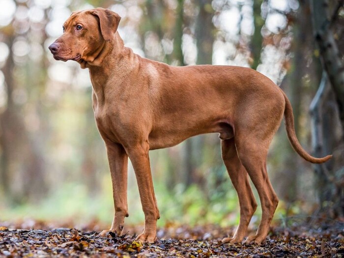 Rhodesian Ridgeback साऊथ आफ्रिका मधील हा कुत्रा फार पूर्वीपासून सिंहाची शिकार करण्यासाठी वापरला जायचा. ते चपळ, कुशल आणि शिकारीत तरबेज असतात.