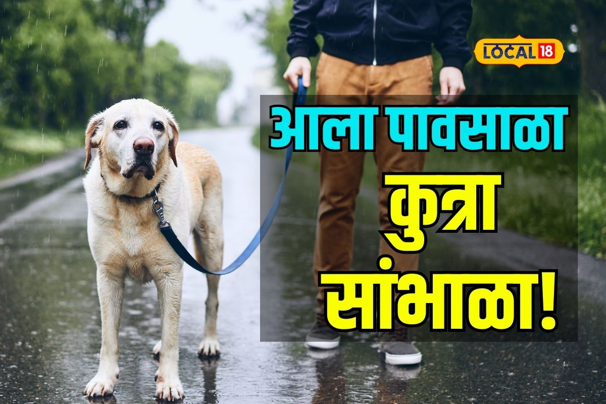 Dog Care : पावसाळ्यात कुत्र्याला गोचिड चिकटू नये म्हणून ‘ही’ सोपी ट्रिक्स करा फॉलो, Video