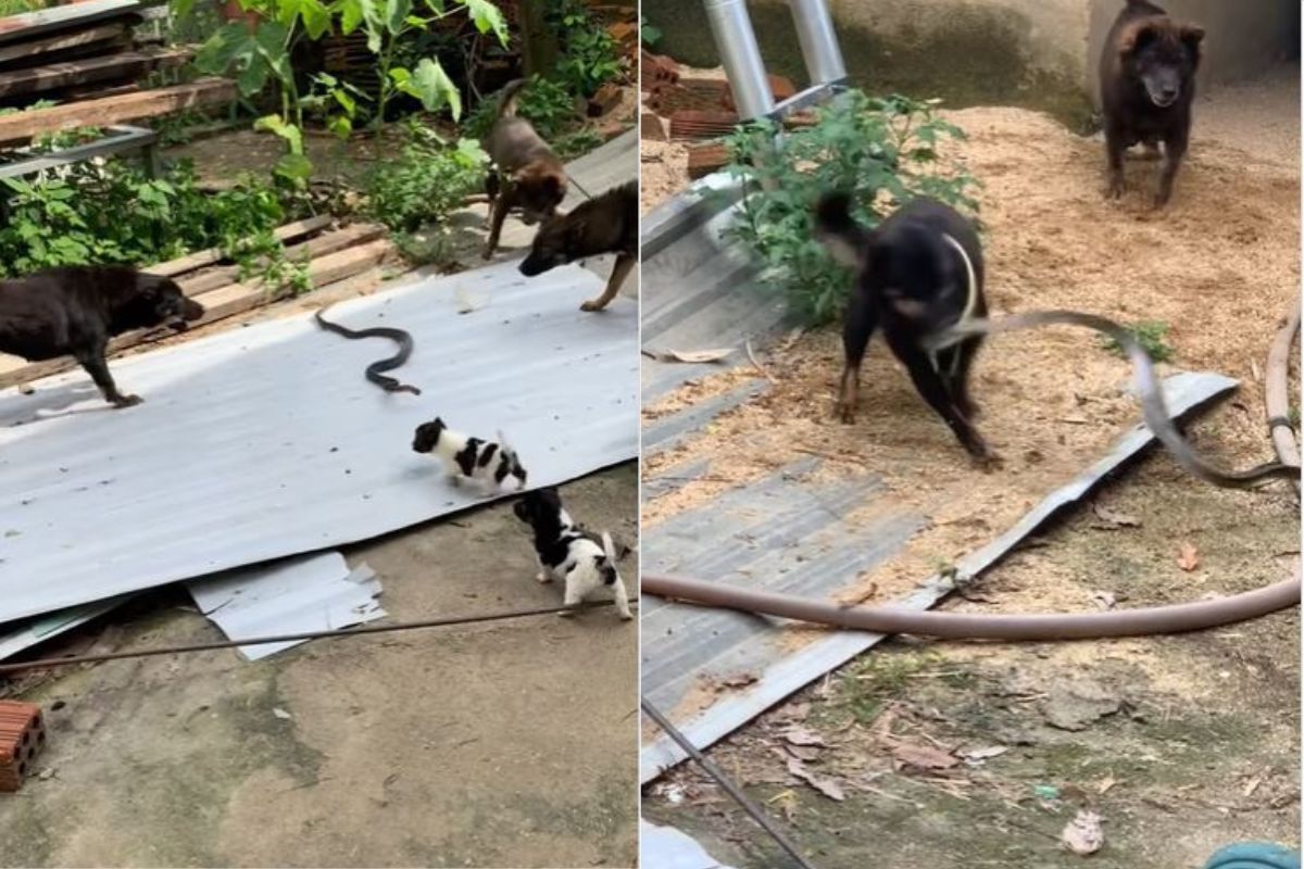 साप आणि कुत्र्याची झुंज