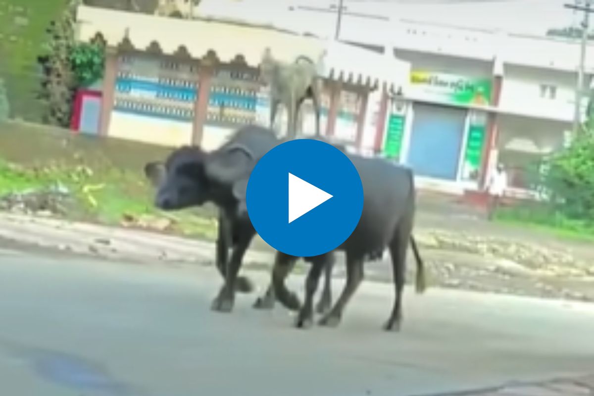 म्हशीच्या अंगावर बसून कुत्र्याचा स्वॅग