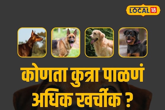 Ahmednagar News: लॅब्रेडोर की जर्मन शेफर्ड कोणता श्वान पाळणं महाग? पाहा या 5 श्वानांसाठी किती येतो खर्च?
