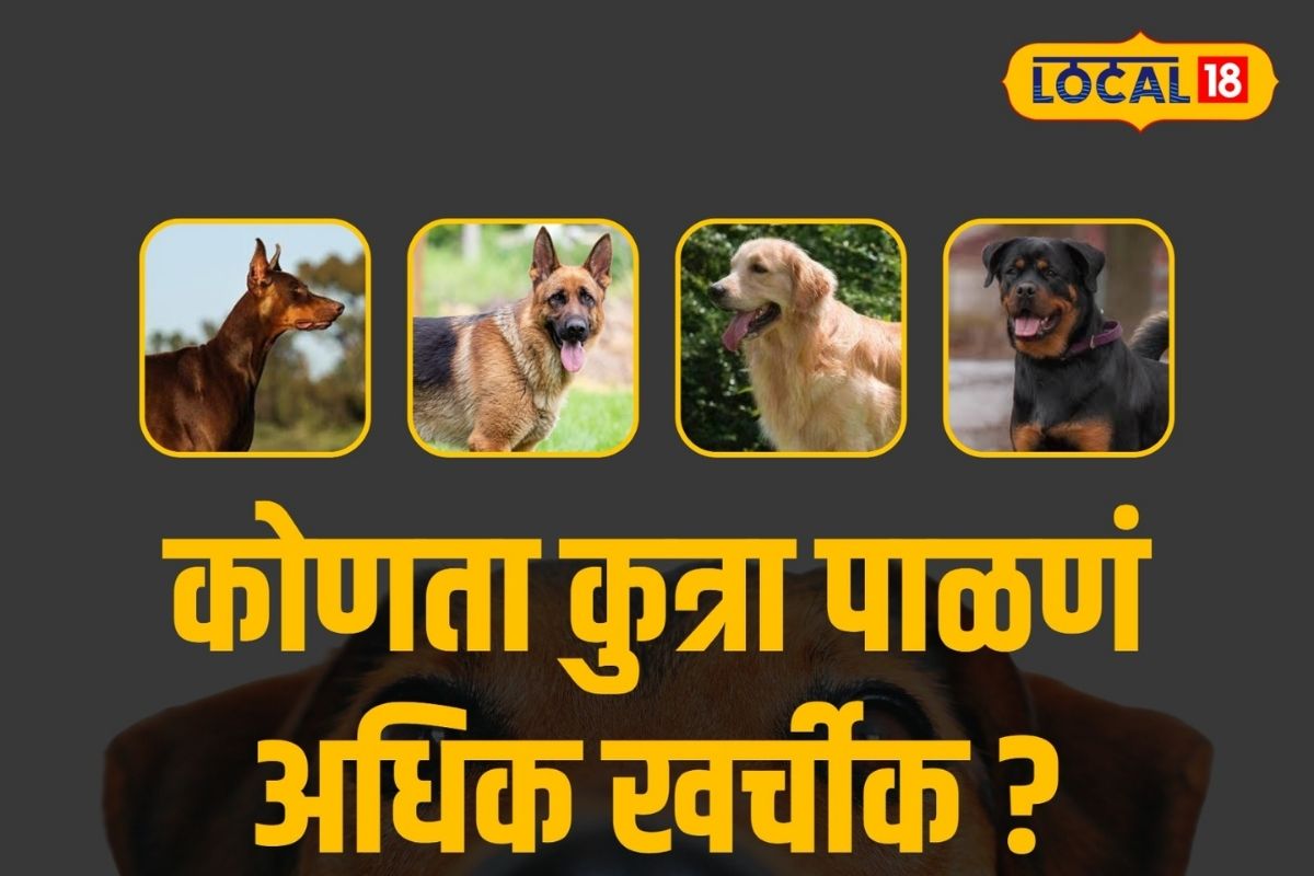 Ahmednagar News: लॅब्रेडोर की जर्मन शेफर्ड कोणता श्वान पाळणं महाग? पाहा या 5 श्वानांसाठी किती येतो खर्च?