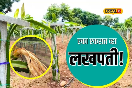 एका एकरात होऊ शकता लखपती, कोणतं आहे ते फळं, कशी करायची लगावड? पाहा तज्ज्ञांचा सल्ला