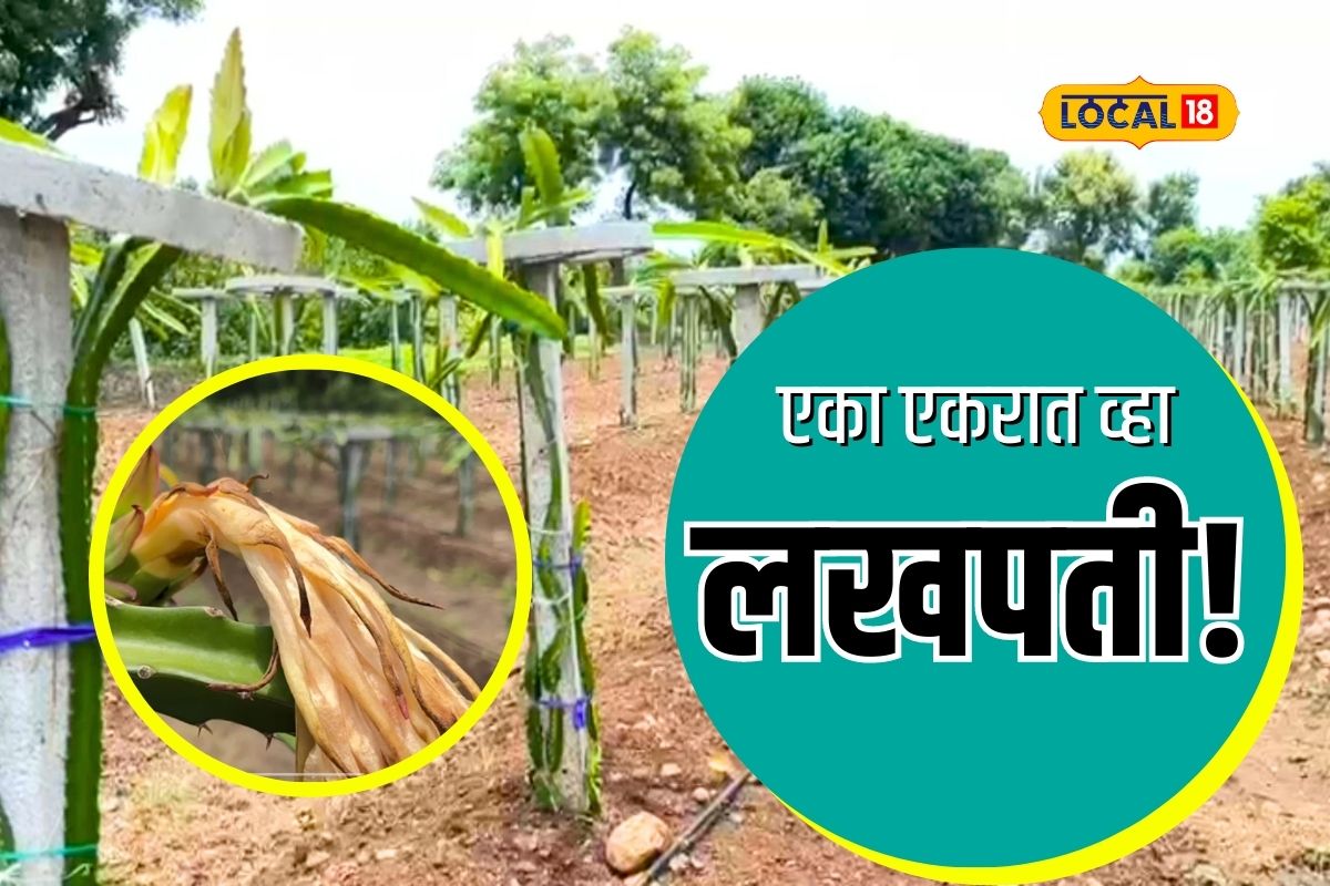 एका एकरात होऊ शकता लखपती, कोणतं आहे ते फळं, कशी करायची लगावड? पाहा तज्ज्ञांचा सल्ला