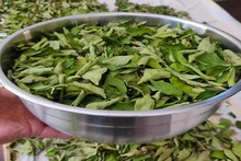 सुकलेला कढीपत्ता फेकून देता? थांबा असा करा त्याचा वापर