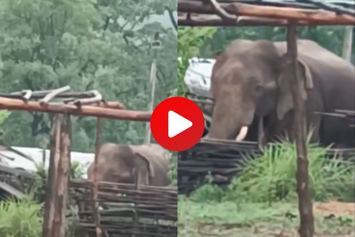 व्हायरल व्हिडीओ