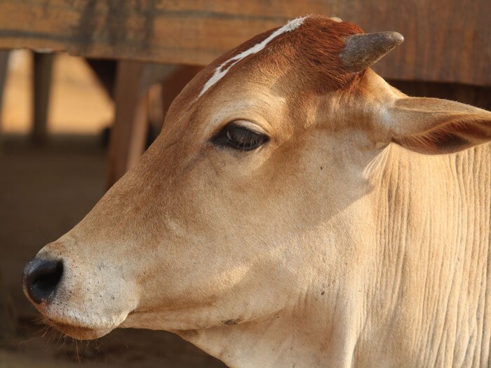 हे टिशू कसे काम करतात? खरंतर हे टिशू प्रकाशाला ग्रहण किंवा शोषून घेतात आणि मग याचाच सिग्नल बनवून त्याला मेंदूपर्यंत पोहोचवतात. ज्यामुळे रात्रीच्या वेळी देखील प्राण्यांना स्पष्ट दिसू शकतं. ज्यामुळेच डोळे रात्रीच्या अंधारात चमकू लागतात.