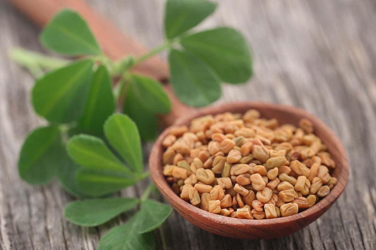 अनेक संशोधनांमध्ये हे सिद्ध झाले आहे की, मेथी बियांचे पाणी प्यायल्याने महिलांच्या मासिक पाळीचा त्रास कमी होतो.