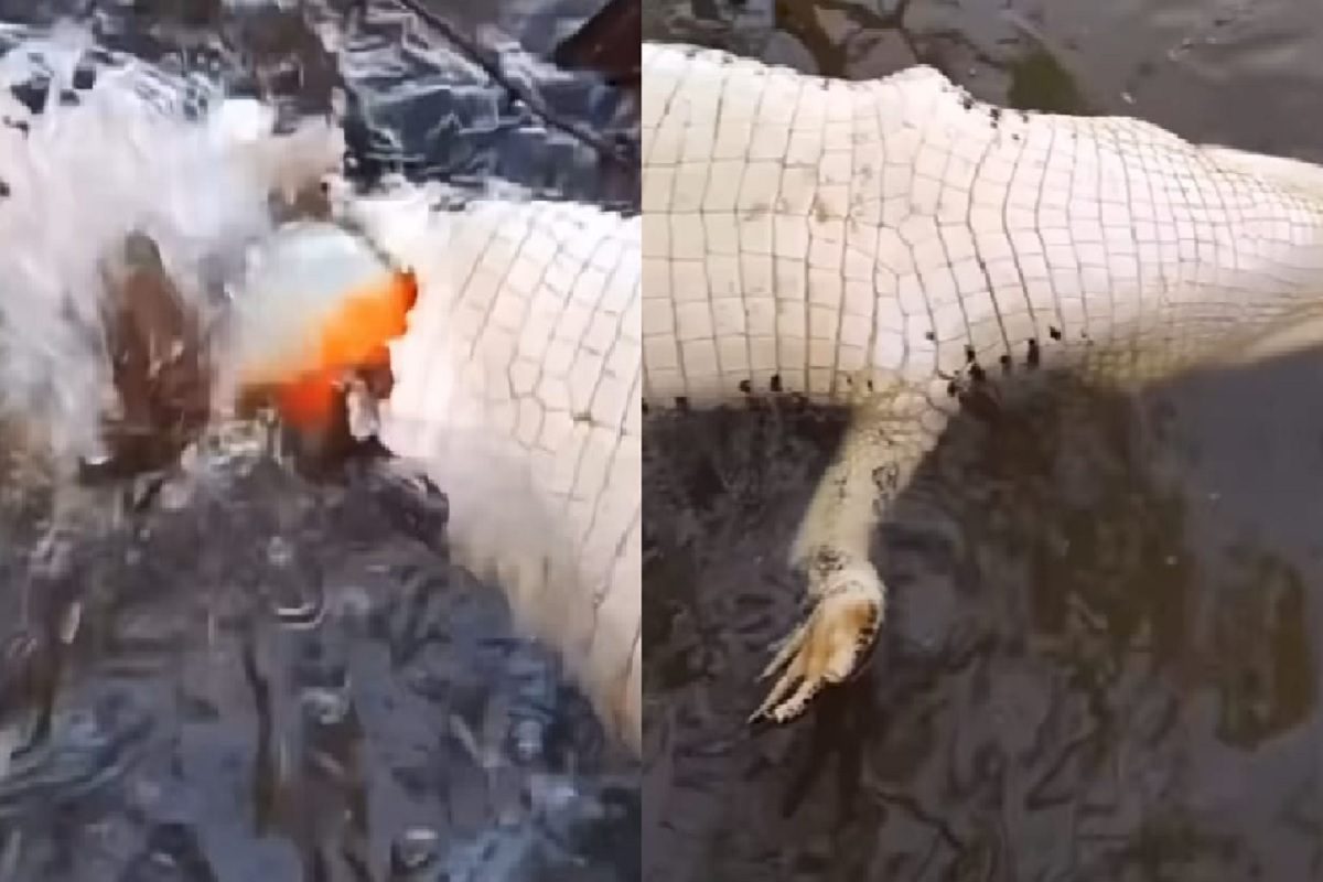 माशाने केली मगरीची शिकार. (फोटो - इन्स्टाग्राम व्हिडीओ ग्रॅब)