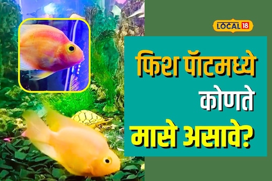 Wardha News: फिश पॅाटमध्ये ठेवा हे मासे, बदलेल तुमचं आयुष्य