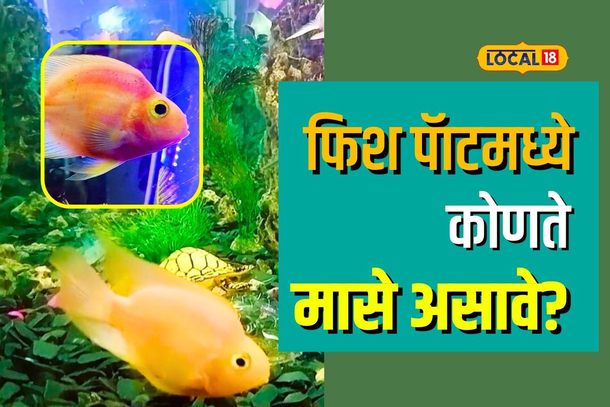 Wardha News: फिश पॅाटमध्ये ठेवा हे मासे, बदलेल तुमचं आयुष्य