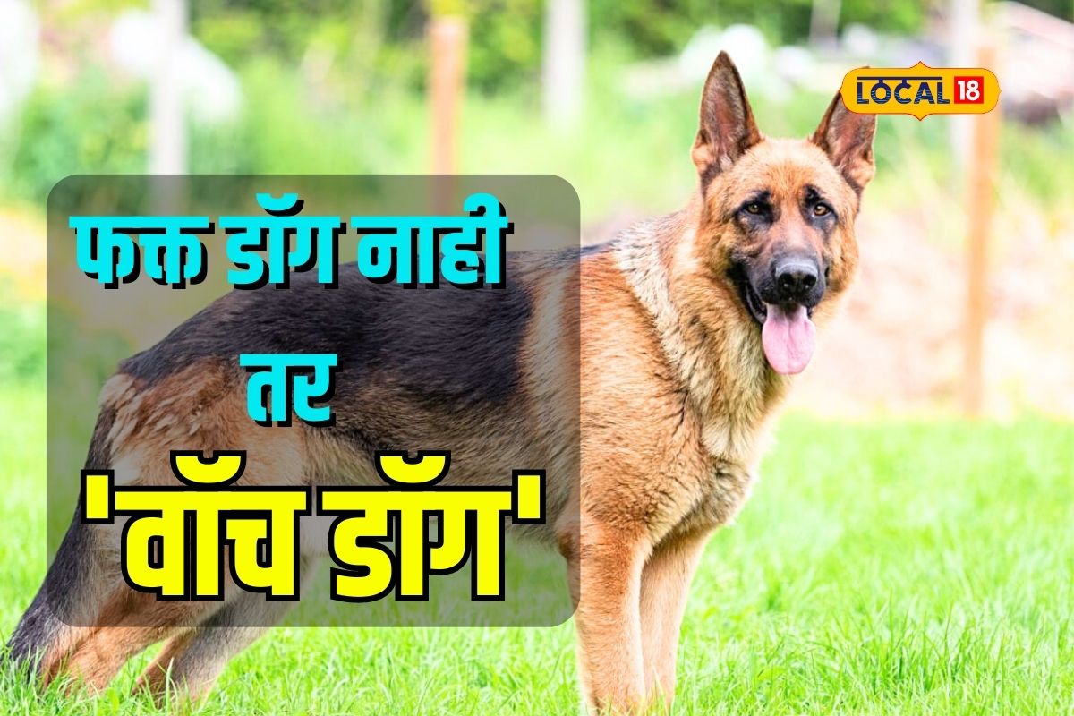 Nagpur News: 'जर्मन शेफर्ड' खरंच शिकारीसाठी वापरला जातो का? तुम्हाला माहिती नसेल पण...