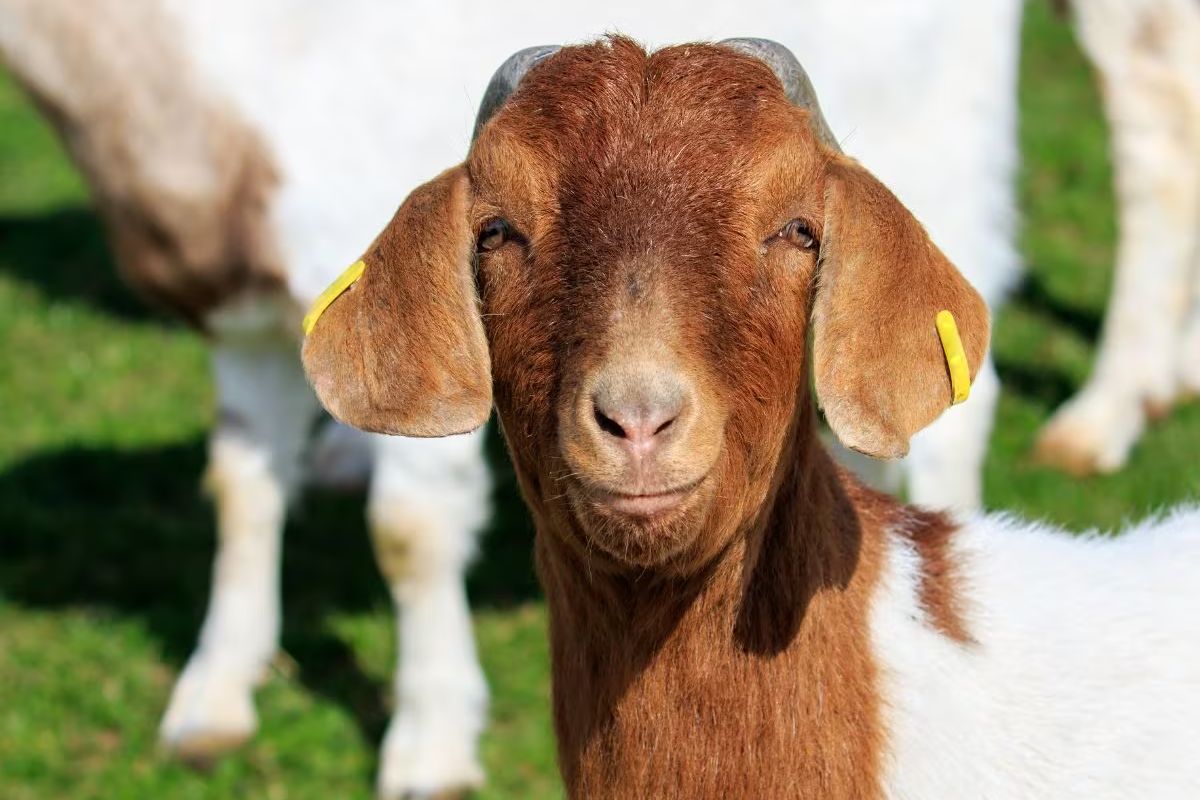 बकरीच्या डोळ्याने घेतला व्यक्तीचा जीव (प्रतिकात्मक फोटो)