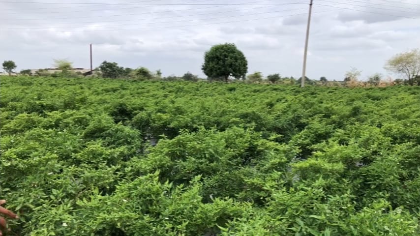  मिरची आणि टोमॅटोचे दर गगनाला भिडले असल्याने गृहिणींचे बजेट कोलमडले आहे. या दरवाढीचा फायदा सगळ्याच शेतकऱ्यांना मिळत नाही. काही शेतकरी मात्र यातून चांगले आर्थिक उत्पन्न मिळवतात.