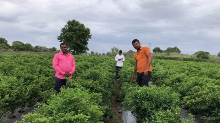 सुनील साबळे आणि त्यांचे आणखी दोन भाऊ पूर्णवेळ शेती पाहतात. शहराजवळ गाव असल्याने भाजीपाला पिके घेण्याकडे त्यांचा कल असतो. फेब्रुवारी महिन्याच्या पहिल्या आठवड्यात त्यांनी चार बाय एक अंतरावर मिरची रोपांची लागवड केली. 