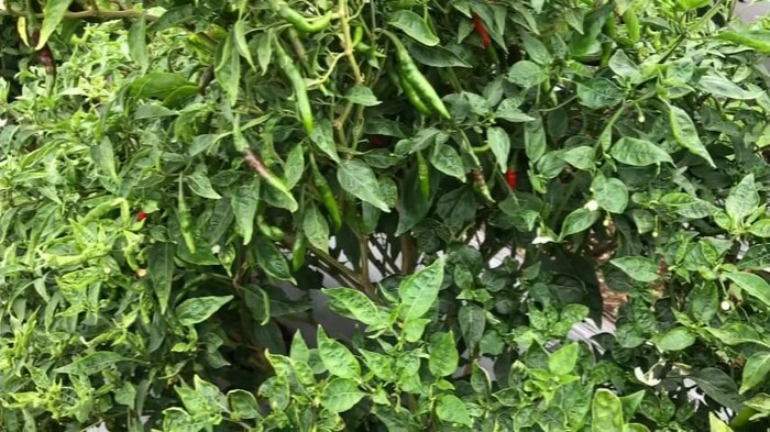  यासाठी लागणारे रोप त्यांनी घरीच तयार केले. लागवड केल्यानंतर योग्य मशागत केली. वेगवेगळी कीटकनाशके आणि खतांचे डोस दिले. पाण्याची बचत व्हावी म्हणून मलचींग पेपर अंथरले. ठिबक सिंचन द्वारे पाणी देण्याची सुविधा केली. यासाठी त्यांना एकूण 50 हजार रुपये खर्च आला.
