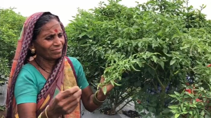 आमचा भाजीपाला आणि दुधाचा व्यवसाय आहे. आम्ही दरवर्षी मिरची, टोमॅटो, वांगी अशी भाजीपाला पिके घेत असतो. ही पिकं कधी फेकून देण्याची वेळ येते तर कधी त्यांना चांगला भाव मिळतो. सरासरी 4 ते 5 हजार रुपये प्रति क्विंटल असा दर मिळतो. सध्याचा दर कधीतरीच मिळत असल्याचं साबळे यांनी सांगितलं.