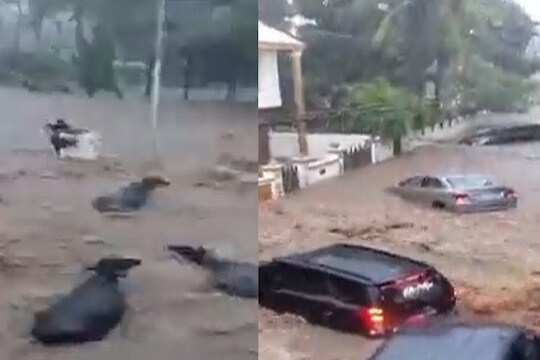 गुजरातमध्ये पावसाचा हाहाकार, पुरात वाहून गेली जनावरे
