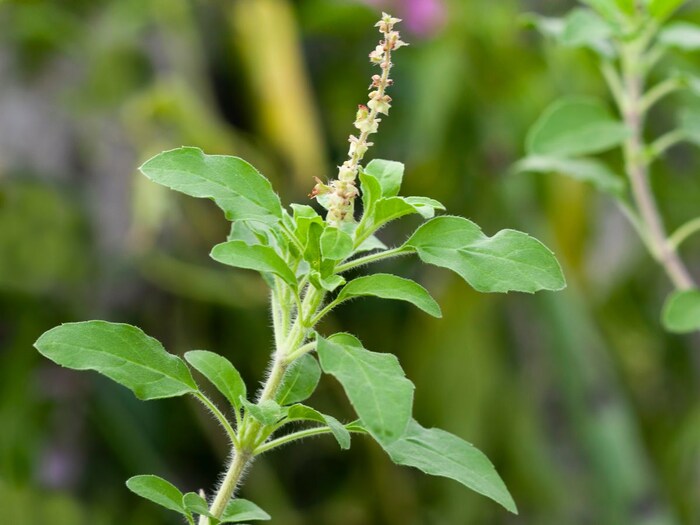 तुळस : औषधी फायद्यासाठी लोक अनेक वर्षांपासून आपल्या घरासमोर आवर्जून तुळस लावतात. काही तुळशीची पाने पाण्यात बारीक करून त्यात मध टाकून प्या. पांढऱ्या स्रावाची समस्या दूर करण्यासाठी दिवसातून दोनदा हे पेय प्या. तुम्ही दुधासोबतही तुळशीचे सेवन करू शकता.
