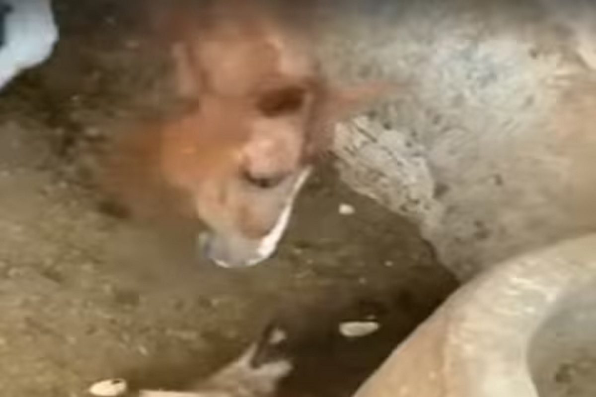 घोड्याचं असं रूप तुम्ही कधीच पाहिलं नसेल.