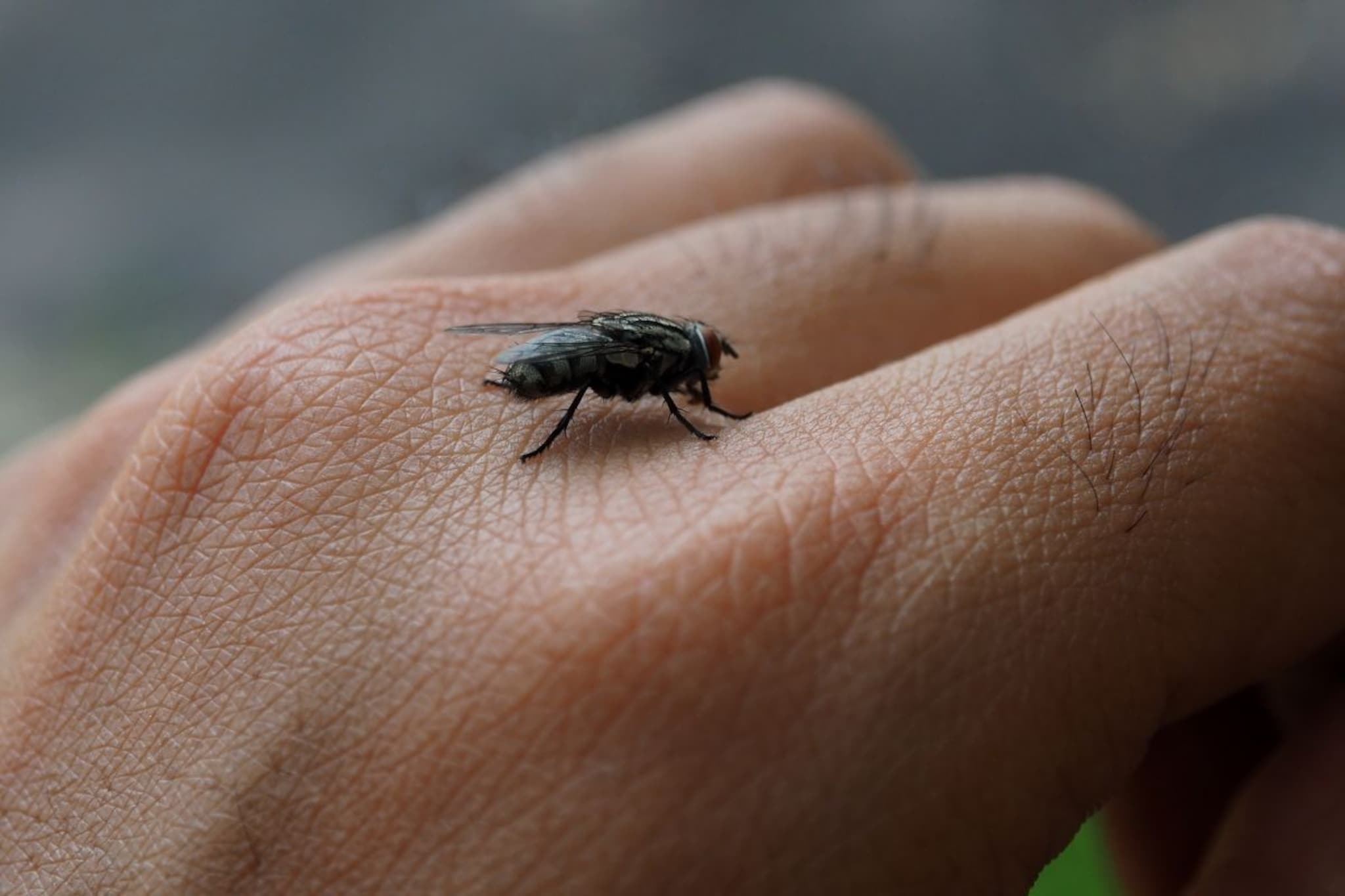 माशा घरात का फिरतात? ही असू शकतात महत्वाची कारणं