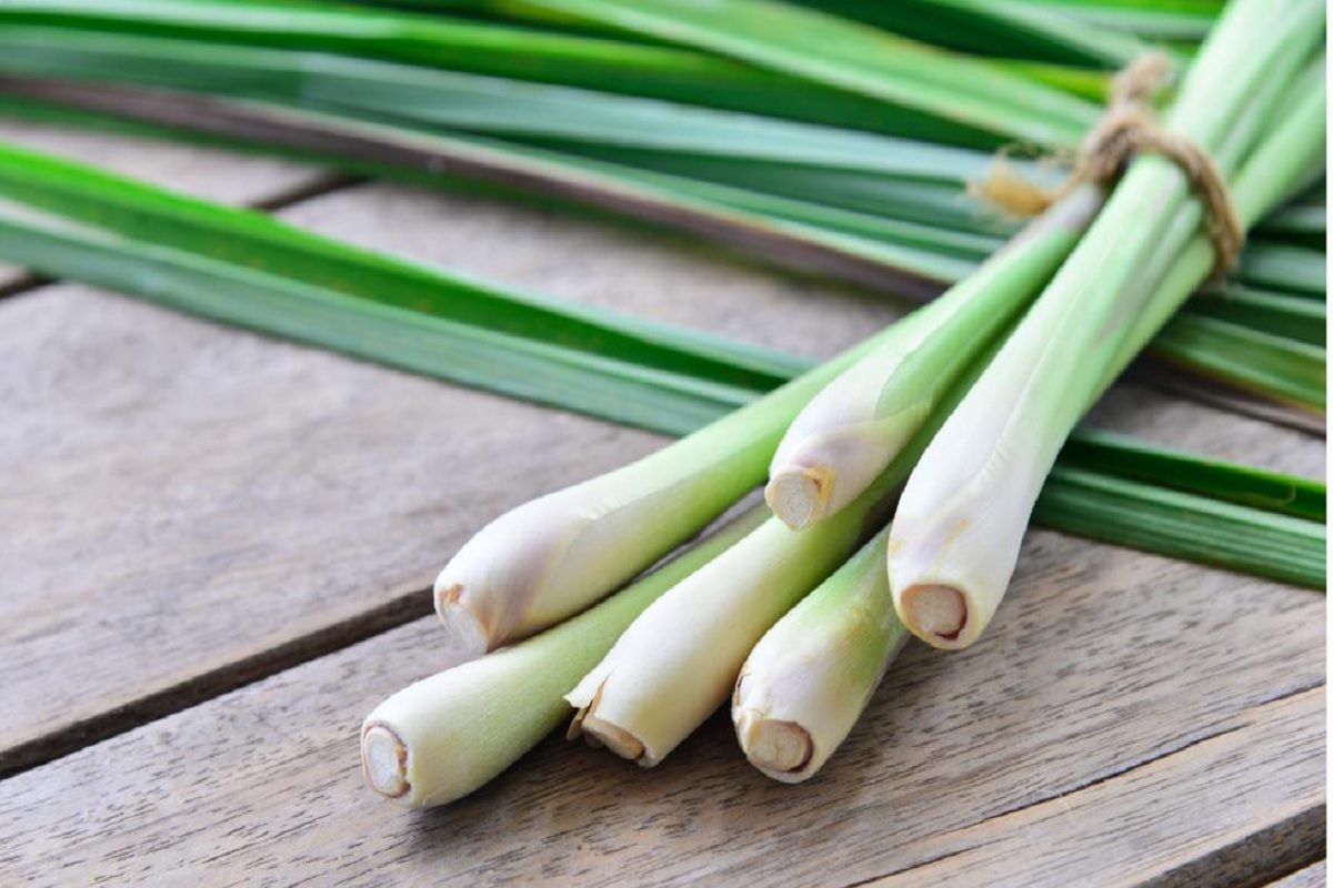 लेमन ग्रास