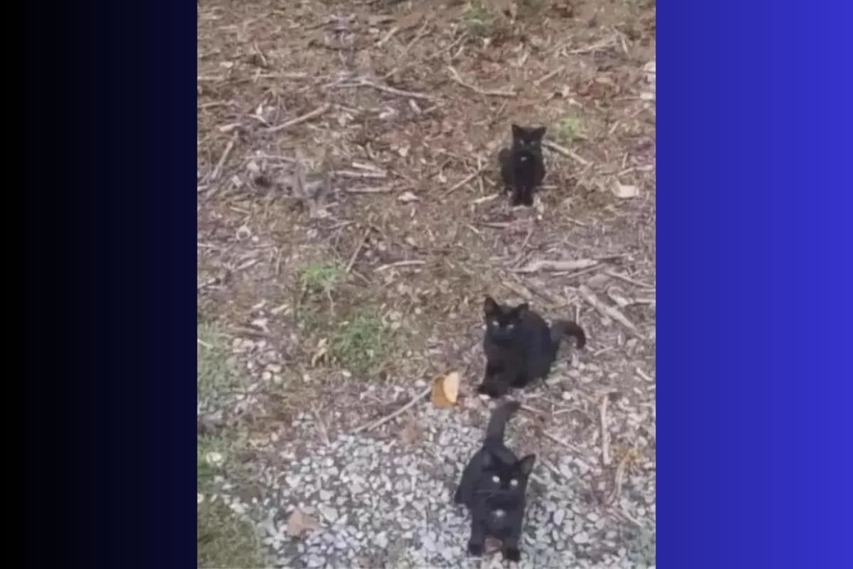 फोटोमध्ये दडलेलं मांजर चार सेकंदात शोधून दाखवायचं आहे.