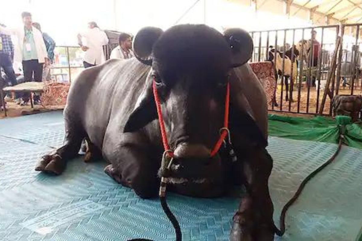 भीम रेडा