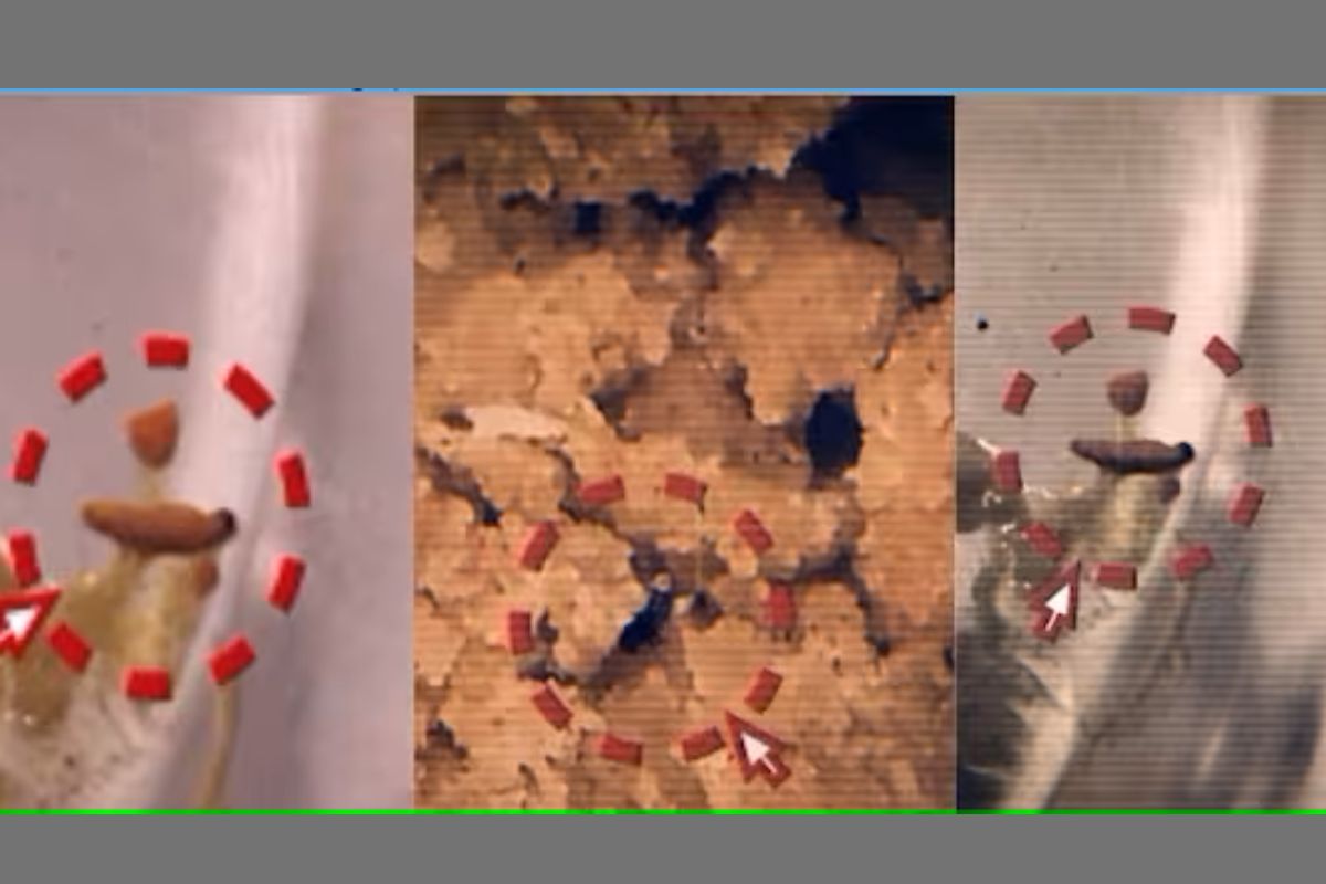 व्हिडिओतील दृश्य