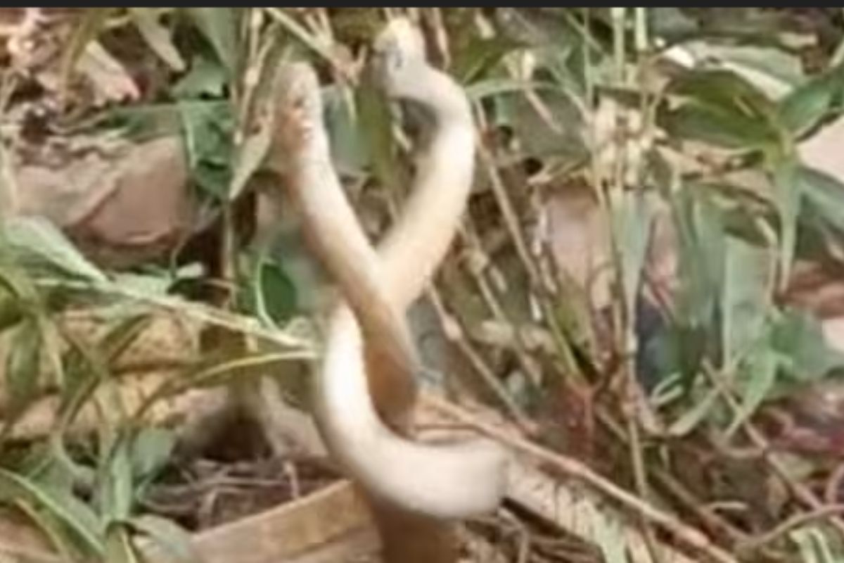 नाग-नागिणची जोडी