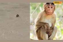 भयंकर पाऊस, 4 दिवसांपासून अडकली 20 माकडे, याठिकाणी काय घडलं? पाहा, Video