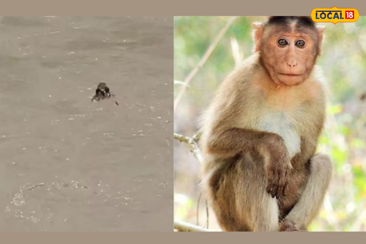 माकडे अडकली पाण्यात