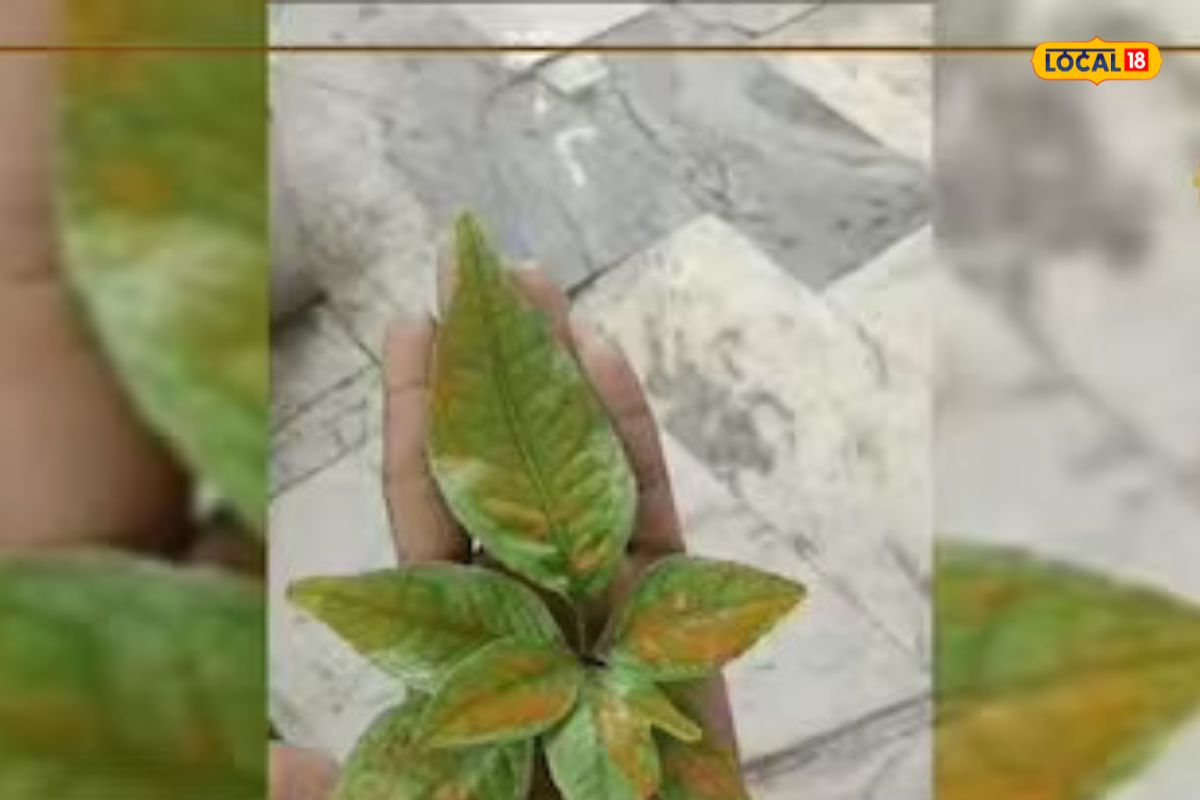 दुर्मिळ बेलपत्र