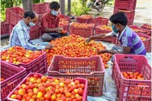 टोमॅटो झाला बिअरपेक्षा महाग, आता आणखी एका आंबट पदार्थ फोडणार घाम
