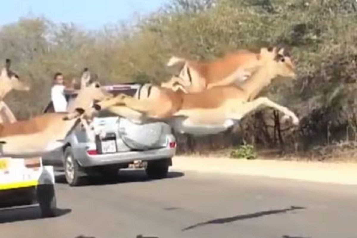 फोटो - ट्विटर व्हिडीओ ग्रॅब