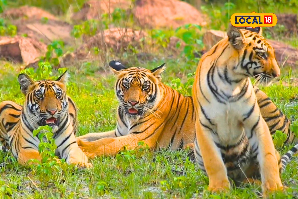शिकार, अपघात अन् मृत्यू; गेल्या 5 वर्षात 115 वाघांनी सोडला जीव, धक्कादायक आकडेवारी समोर