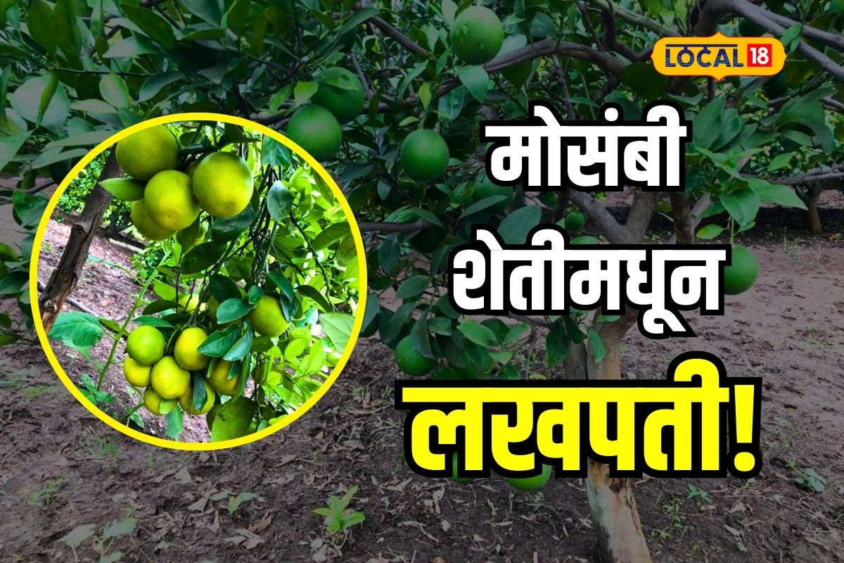 जालन्यातील शेतकऱ्यानं घेतलं मोसंबी शेतीमधून तब्बल 14 लाखांचे उत्पन्न, पाहा कसं केलं नियोजन Video