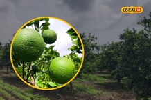 मोसंबी उत्पादक शेतकरी का सापडला अडचणीत? काय आहे कारण? PHOTOS